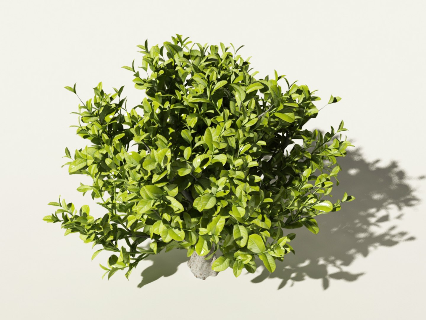 max tea bush https://p.turbosquid.com/ts-thumb/5W/gaHloR/lWLuz8mA/camellia_sinensis_4/jpg/1432293676/1920x1080/fit_q87/a903eafdb648e3515515b4bc1bf1eccd4929ade3/camellia_sinensis_4.jpg