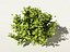 Camellia sinensis tea tree