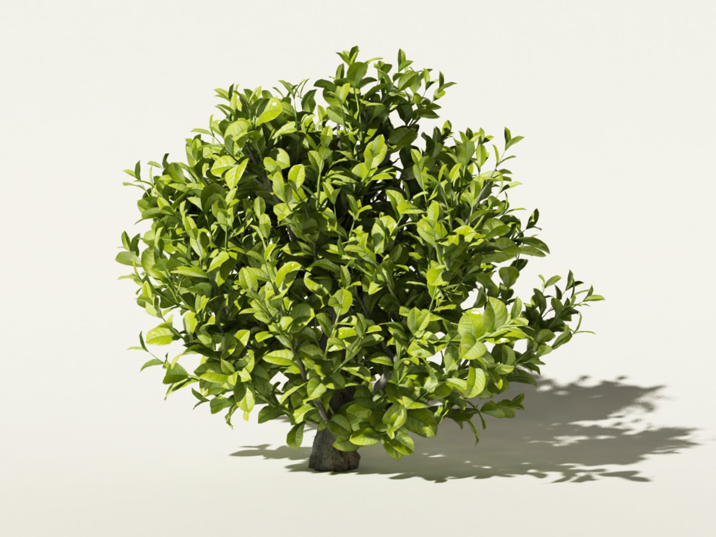max tea bush https://p.turbosquid.com/ts-thumb/5W/gaHloR/tO8b776k/camellia_sinensis_2/jpg/1432293676/1920x1080/fit_q87/5c865f934c1705d19e9f591ad04ee3bc4223c5f1/camellia_sinensis_2.jpg