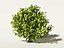 Camellia sinensis tea tree