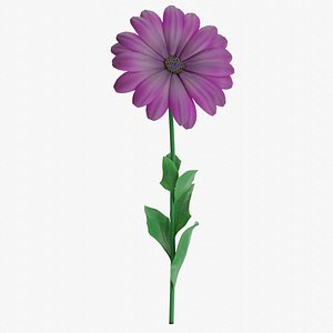 osteospermum african daisy purple 3D