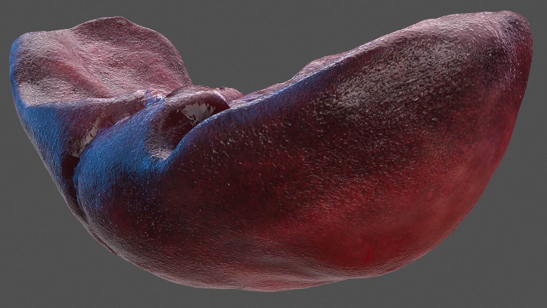 Human Liver 3D - TurboSquid 1459199