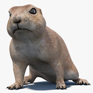 Animated Prairie Dog