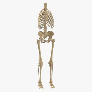 3D human rib cage spine