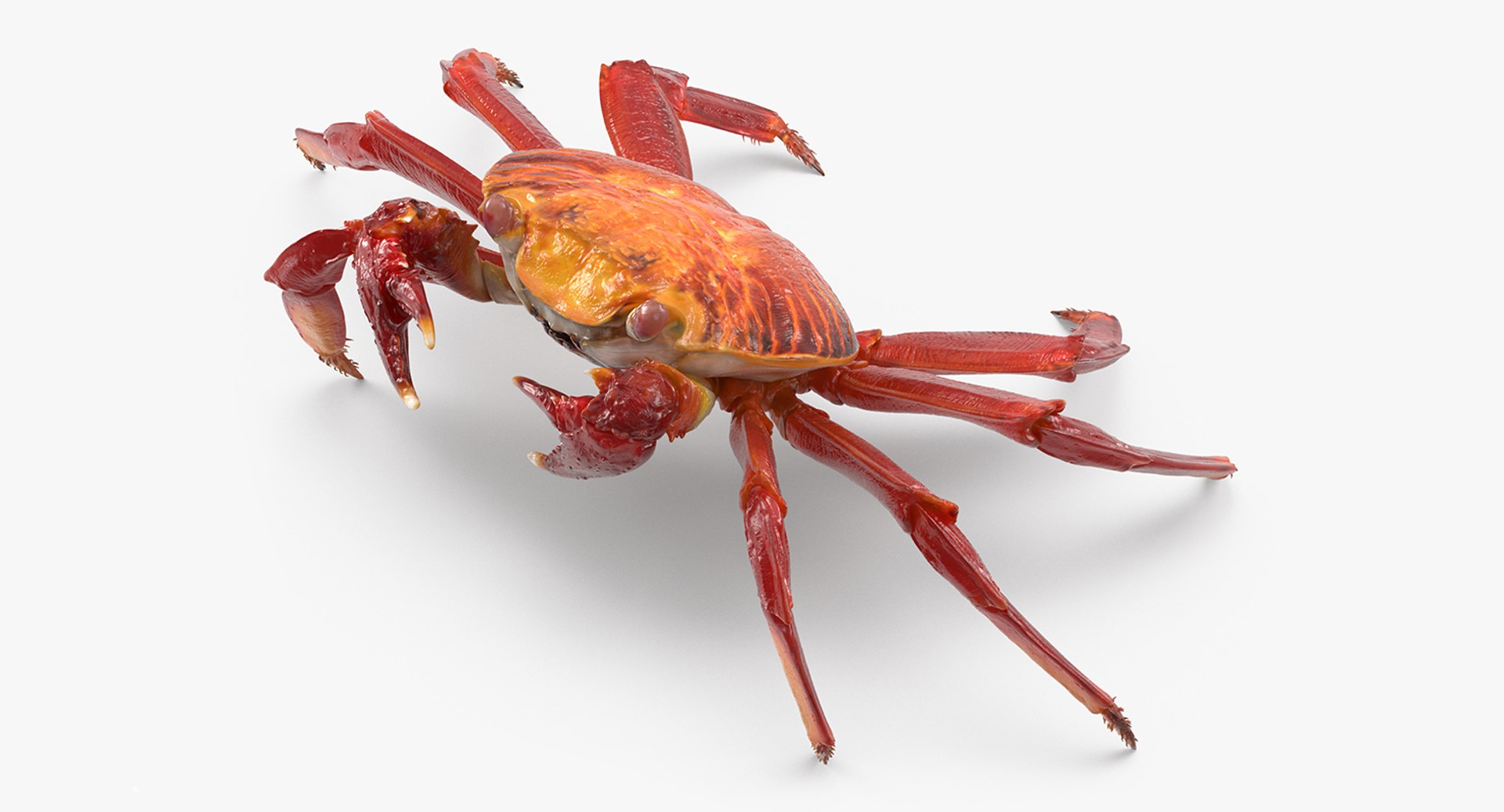 Grapsus Grapsus Crab 3D Model 3D model preview