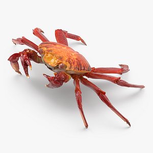 Grapsus Grapsus Crab 3D Model