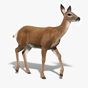 White Tailed Doe(FUR)(RIGGED)