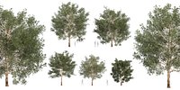 Collection plant vol 581 - Eucalyptus - Grandis - tree - Blender