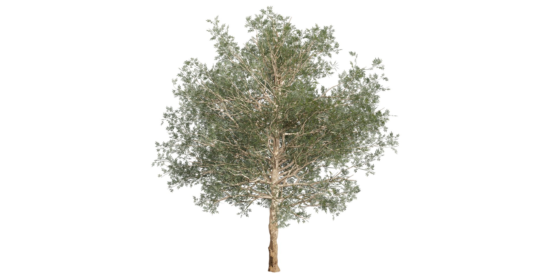 3D Collection plant vol 581 - Eucalyptus - Grandis - tree - Blender https://p.turbosquid.com/ts-thumb/5X/FlDI0m/Kn/untitled4_0004_5.jpg/jpg/1722363372/1920x1080/fit_q87/993d603b7449943cb6e73e4c13e0a601a6d97cd6/untitled4_0004_5.jpg.jpg
