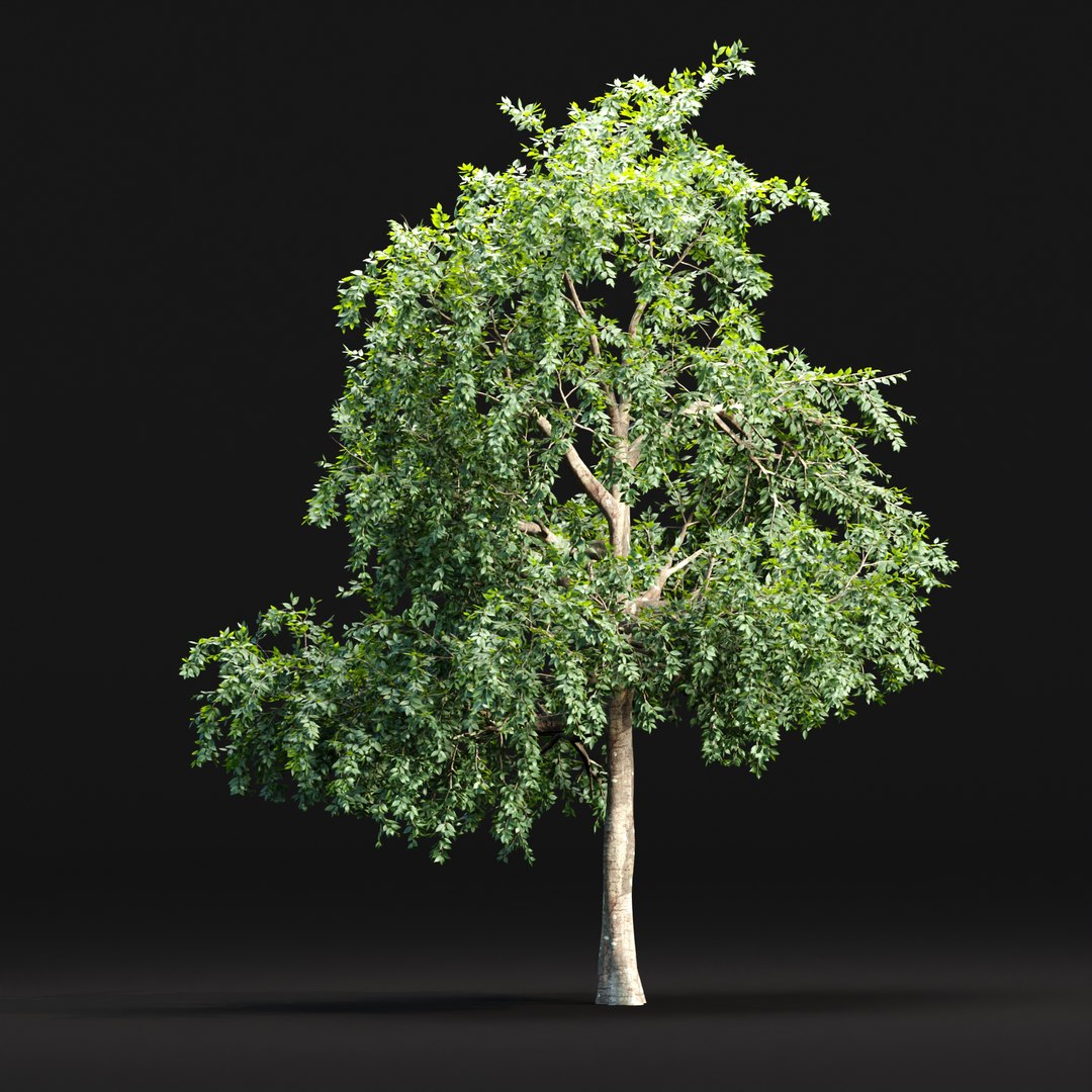 3D Trees Collection Vol 238 - TurboSquid 2141746