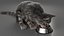 Set di pelliccia di gatto domestico a strisce grigie animato e riggato per Maya