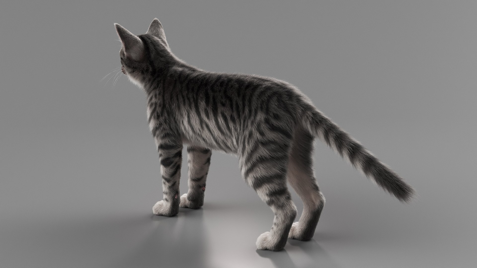 3D model Gray Striped House Cat Fur Set Animated Rigged For Maya https://p.turbosquid.com/ts-thumb/5X/JHo9ib/C5/gray_striped_house_cat_fur_set_animated_rigged_for_maya_015/jpg/1787784650/1920x1080/fit_q87/ec0054e69d8bf1f72e86e4913c3ca5222cbdcd4f/gray_striped_house_cat_fur_set_animated_rigged_for_maya_015.jpg