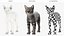Set di pelliccia di gatto domestico a strisce grigie animato e riggato per Maya