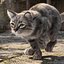 Set di pelliccia di gatto domestico a strisce grigie animato e riggato per Maya