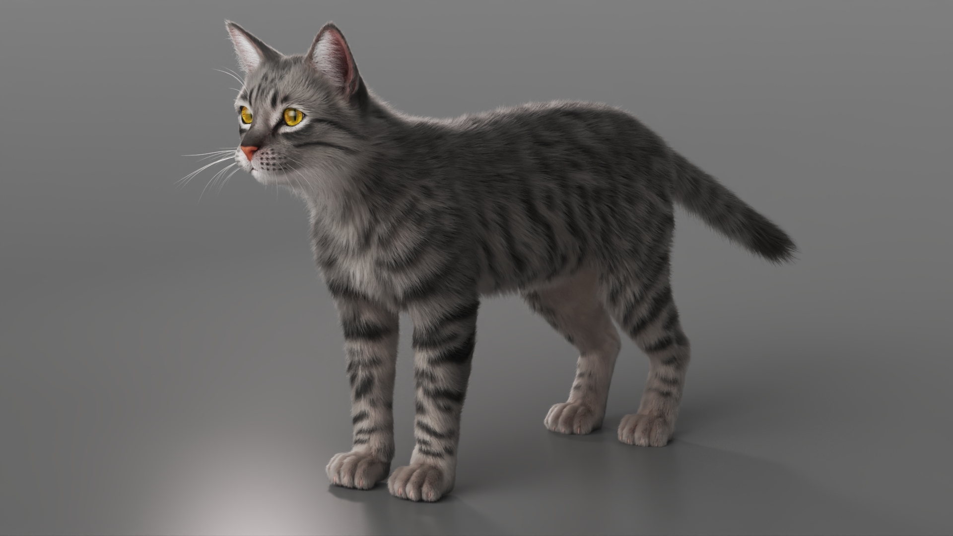 3D model Gray Striped House Cat Fur Set Animated Rigged For Maya https://p.turbosquid.com/ts-thumb/5X/JHo9ib/qF/gray_striped_house_cat_fur_set_animated_rigged_for_maya_360/jpg/1787784055/1920x1080/turn_fit_q99/a2760be4749423f2bb3bf3cce55e770b41ddadb9/gray_striped_house_cat_fur_set_animated_rigged_for_maya_360-1.jpg