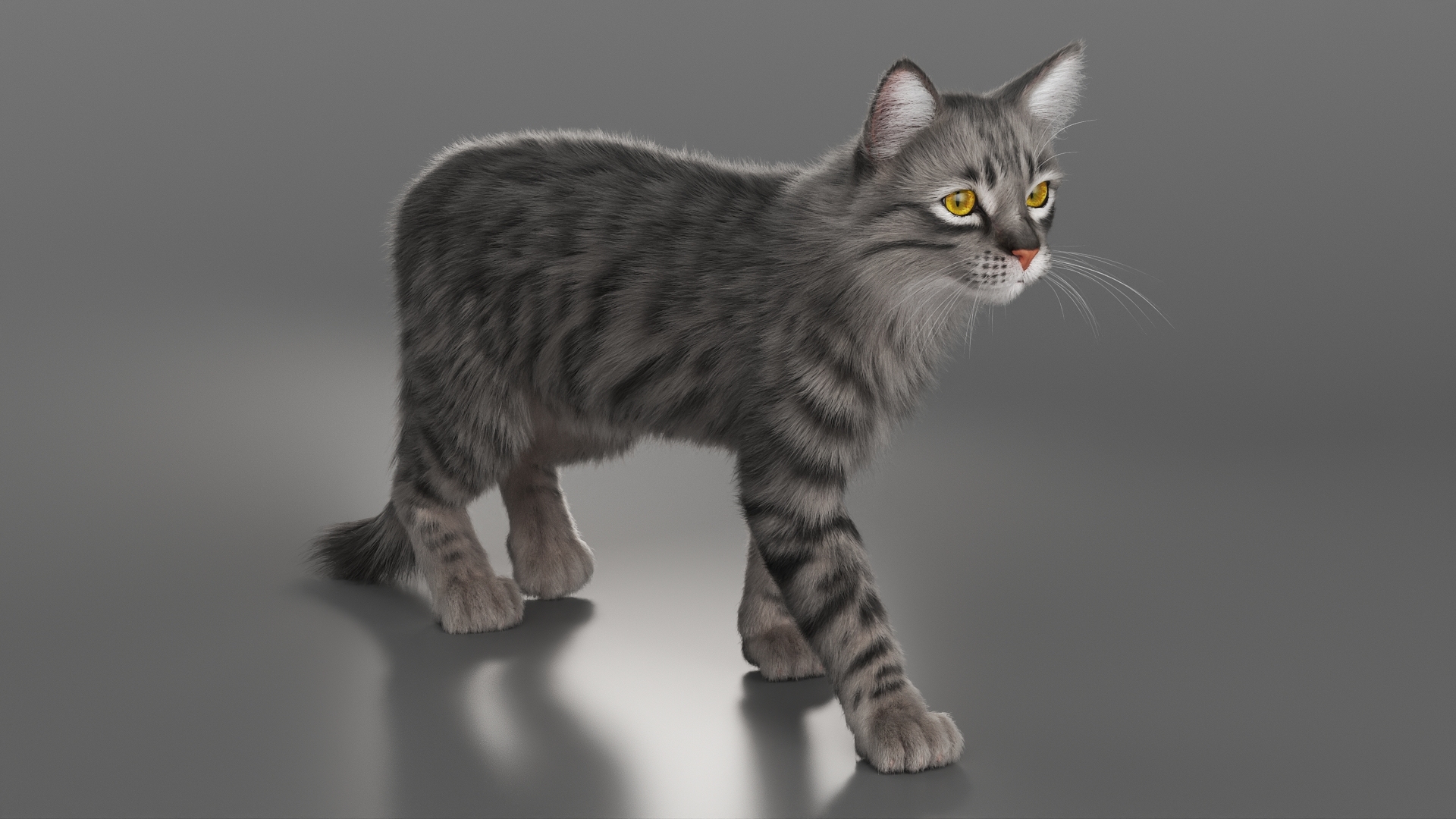 3D model Gray Striped House Cat Fur Set Animated Rigged For Maya https://p.turbosquid.com/ts-thumb/5X/JHo9ib/sO/gray_striped_house_cat_fur_set_animated_rigged_for_maya_362/jpg/1787784179/1920x1080/turn_fit_q99/98bea5396ede5aef78c8c5b979ceb155d0cabd40/gray_striped_house_cat_fur_set_animated_rigged_for_maya_362-1.jpg