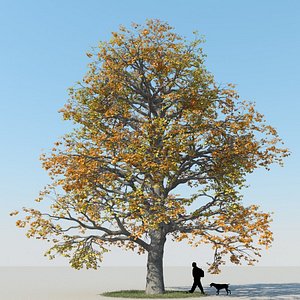 obj realistic maple tree autumn