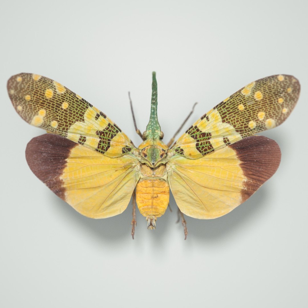 3D Cicadinae Pyrops Spinolae Cambodia Model - TurboSquid 1222671