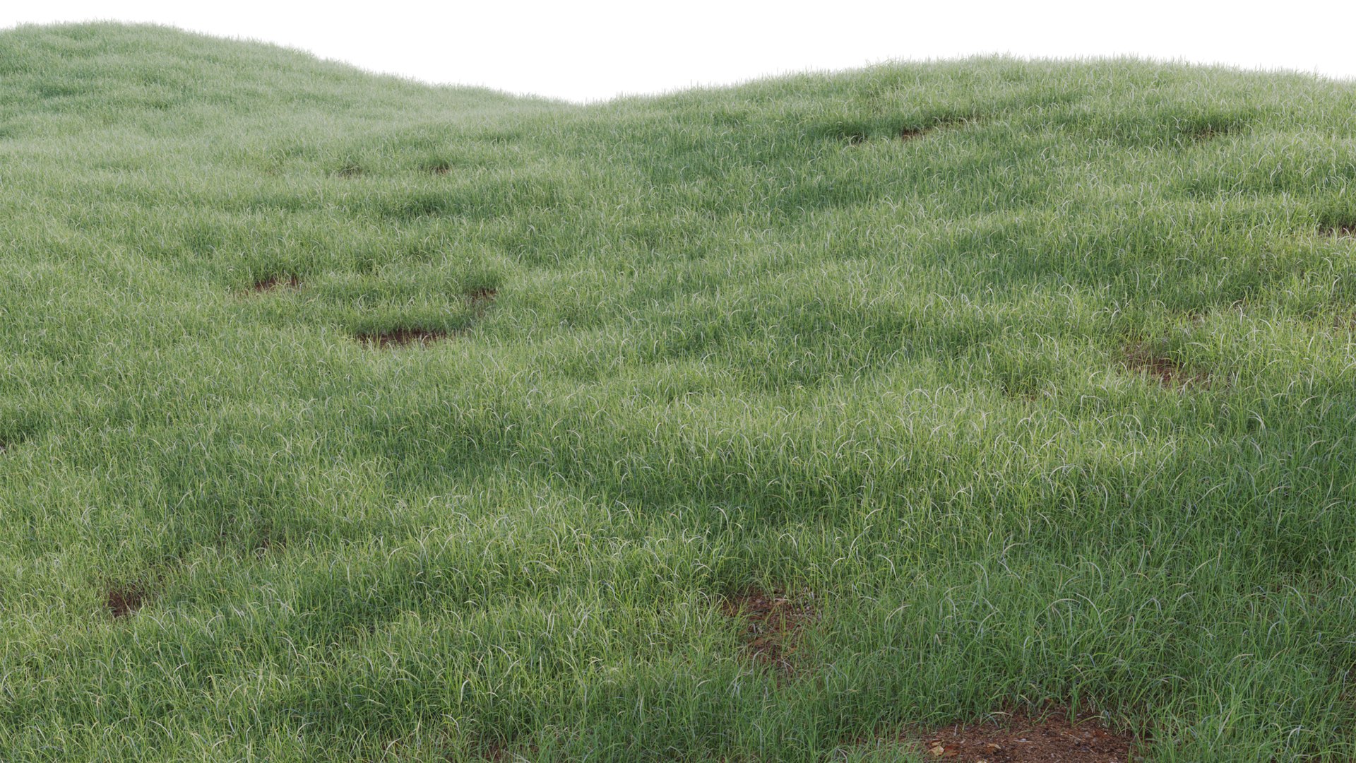 Kikuyu (enrobé) - 40 Grammes - Pennisetum Clandestinum - Kikuyu Grass