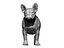 Femmina di bulldog francese 01 - cane in piedi