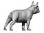 Femmina di bulldog francese 01 - cane in piedi
