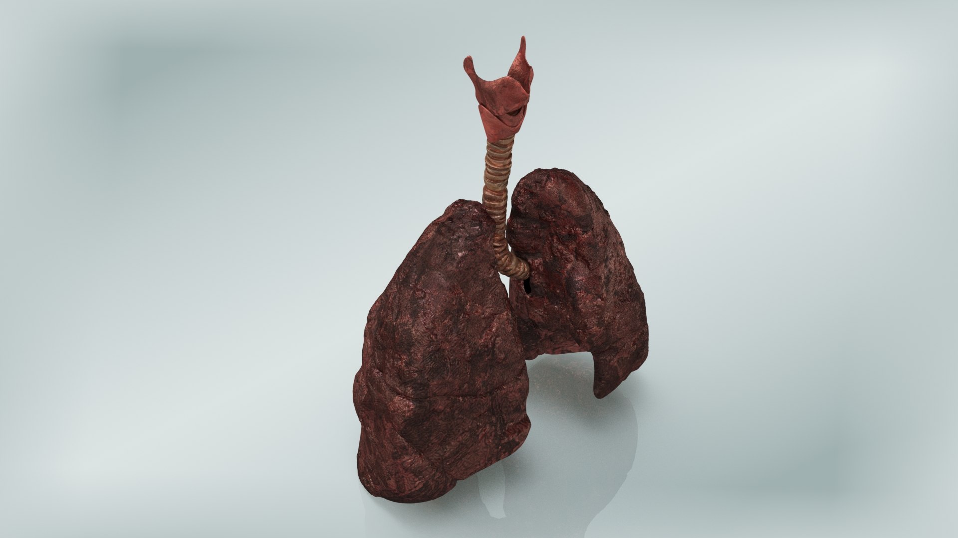 smoker s lungs 3D model https://p.turbosquid.com/ts-thumb/5X/qS326J/1XQhEnvz/smokerlungs1/jpg/1607624400/1920x1080/fit_q87/ab622ce1a886b5c66ea0304b5a3d843078cbe9bd/smokerlungs1.jpg
