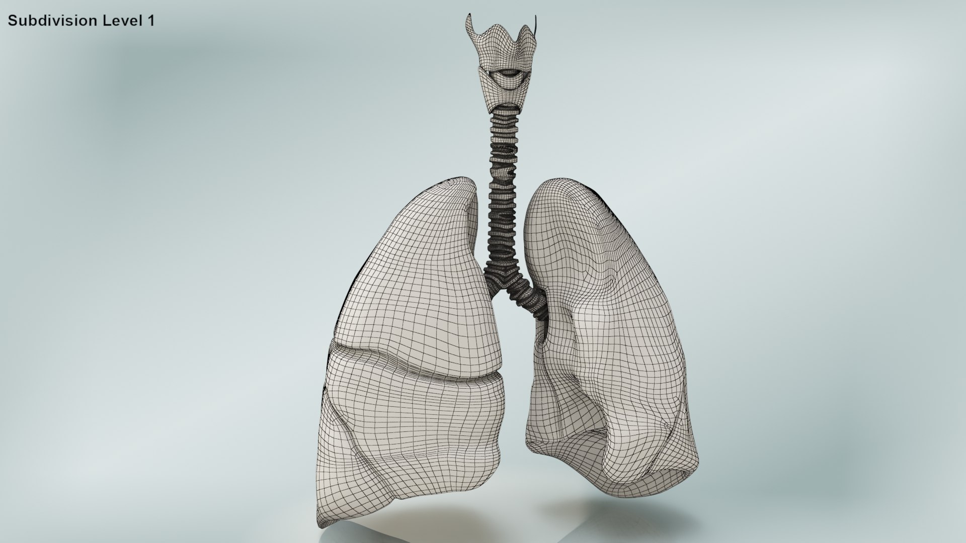 smoker s lungs 3D model https://p.turbosquid.com/ts-thumb/5X/qS326J/2Blyddmw/wire0001copy/jpg/1607547828/1920x1080/fit_q87/1fb37f031adbddc91feec4061630682ed0aa941c/wire0001copy.jpg