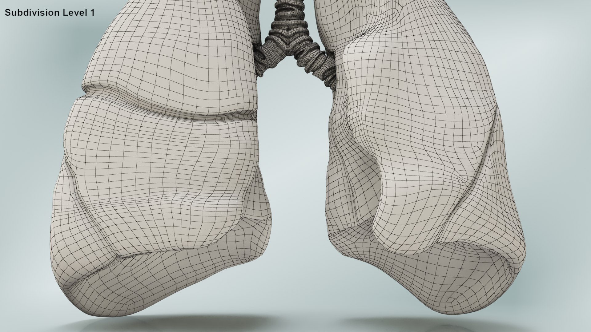 smoker s lungs 3D model https://p.turbosquid.com/ts-thumb/5X/qS326J/GONjVWBz/wire0003copy/jpg/1607547828/1920x1080/fit_q87/4282b2b1c8c94adb07859c22e31c25a1ba374b4e/wire0003copy.jpg