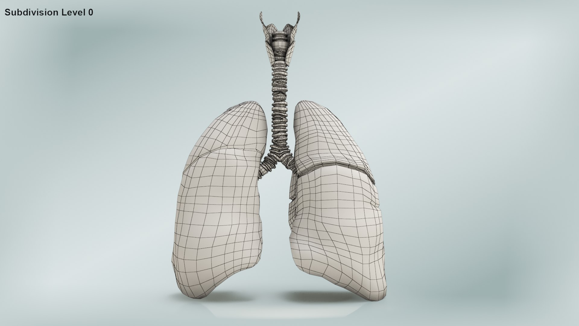 smoker s lungs 3D model https://p.turbosquid.com/ts-thumb/5X/qS326J/MrBxu3Gx/wire0005/jpg/1607547828/1920x1080/fit_q87/c5a577af3feb4e9384277e43920766e5b409be7a/wire0005.jpg