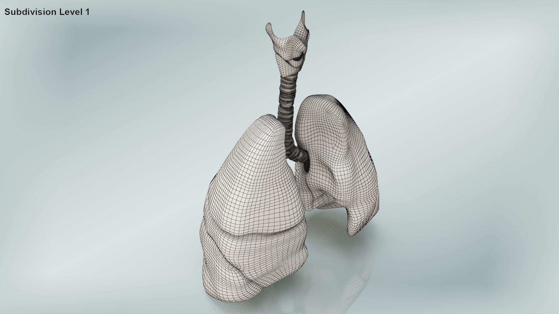 smoker s lungs 3D model https://p.turbosquid.com/ts-thumb/5X/qS326J/cZ6l10n3/wire0006copy/jpg/1607547828/1920x1080/fit_q87/5ad017108c60f9349ea07c45e828b7dc66fe0259/wire0006copy.jpg