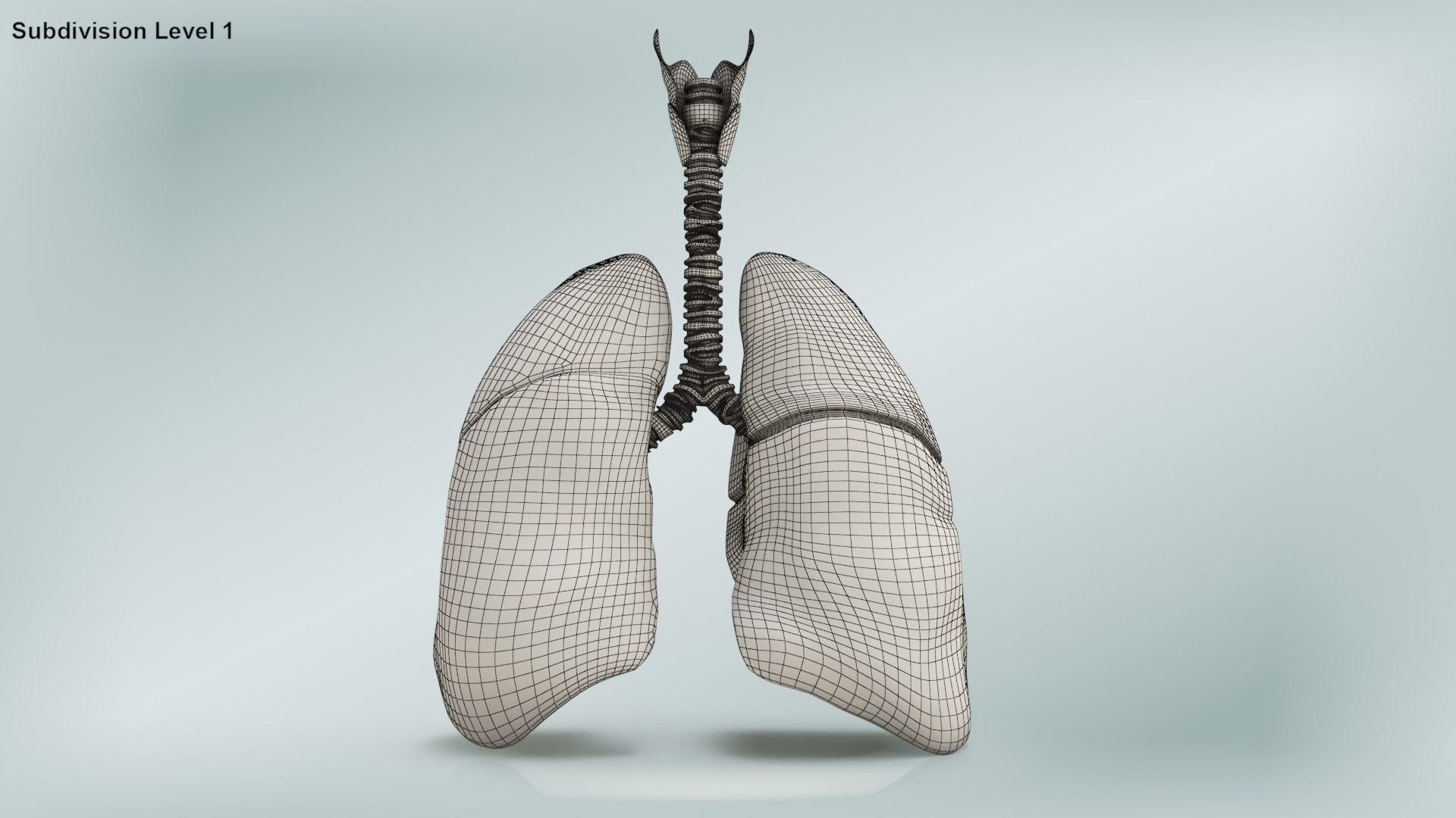 smoker s lungs 3D model https://p.turbosquid.com/ts-thumb/5X/qS326J/gTke8p20/wire0005copy/jpg/1607547828/1920x1080/fit_q87/0e62f4d6f6773d5aa9704261574b8f2c636156c5/wire0005copy.jpg