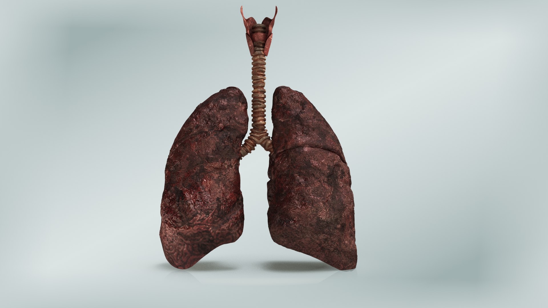 smoker s lungs 3D model https://p.turbosquid.com/ts-thumb/5X/qS326J/ja2H3F72/smokerlungs6/jpg/1607624400/1920x1080/fit_q87/e129910e44c453da000be38756160bce56caa25e/smokerlungs6.jpg