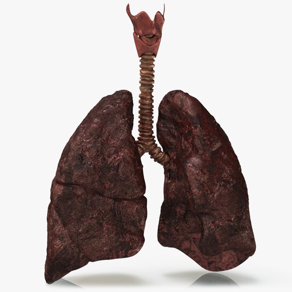 3D human lungs - TurboSquid 1526122