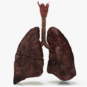 Smoker's Lungs