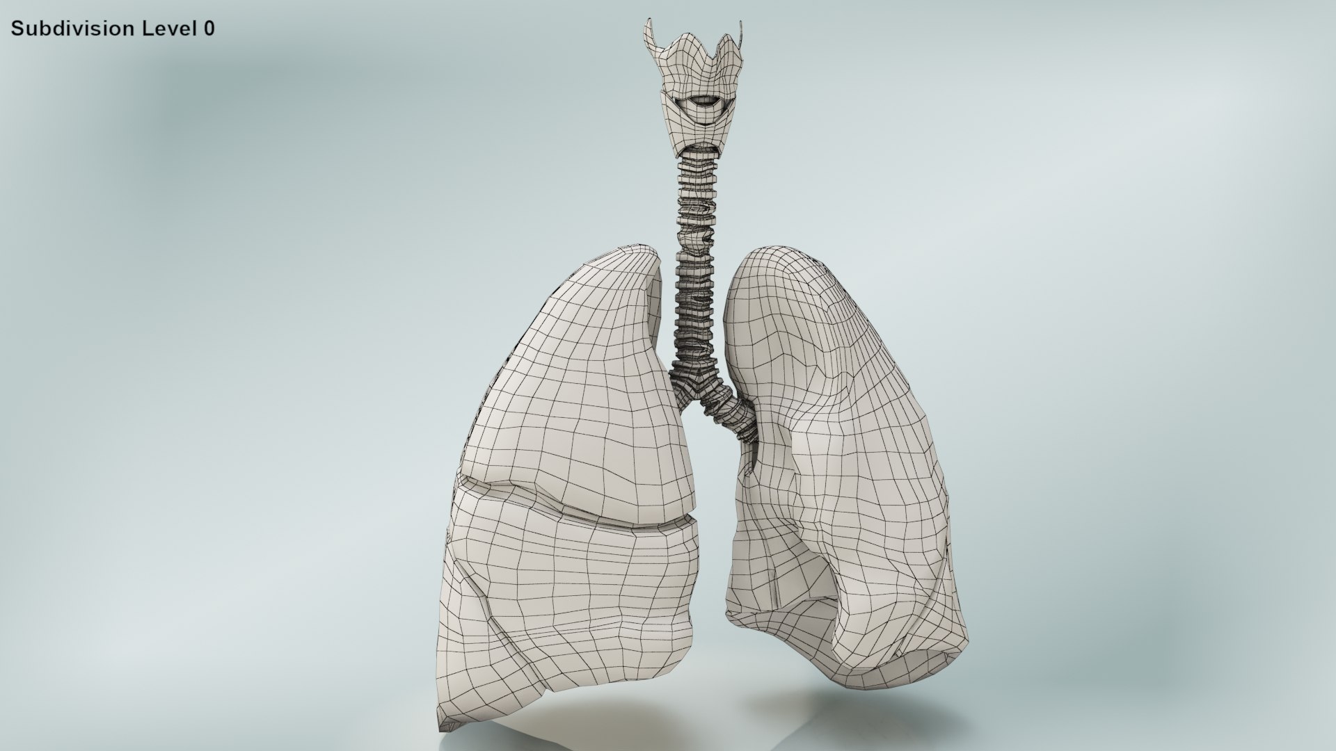 smoker s lungs 3D model https://p.turbosquid.com/ts-thumb/5X/qS326J/xAqDudpA/wire0001/jpg/1607547828/1920x1080/fit_q87/17824218918d5db7748f1cc2bb0dfb9482365f68/wire0001.jpg