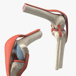 Knee Joint Model Rigged for Maya