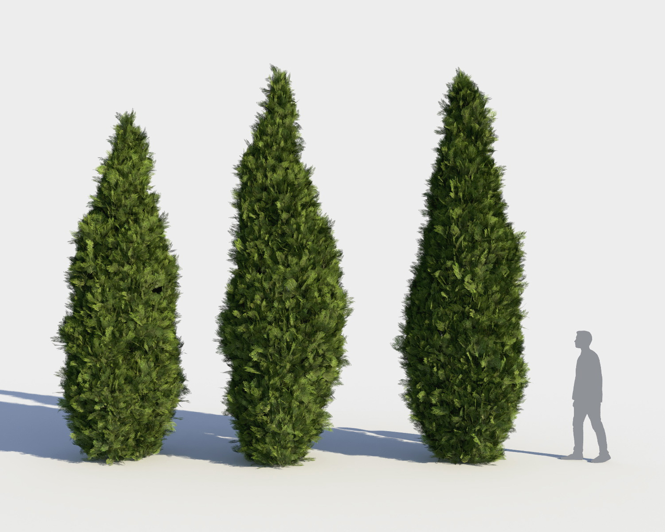 3D model cedar shrub - TurboSquid 1177954