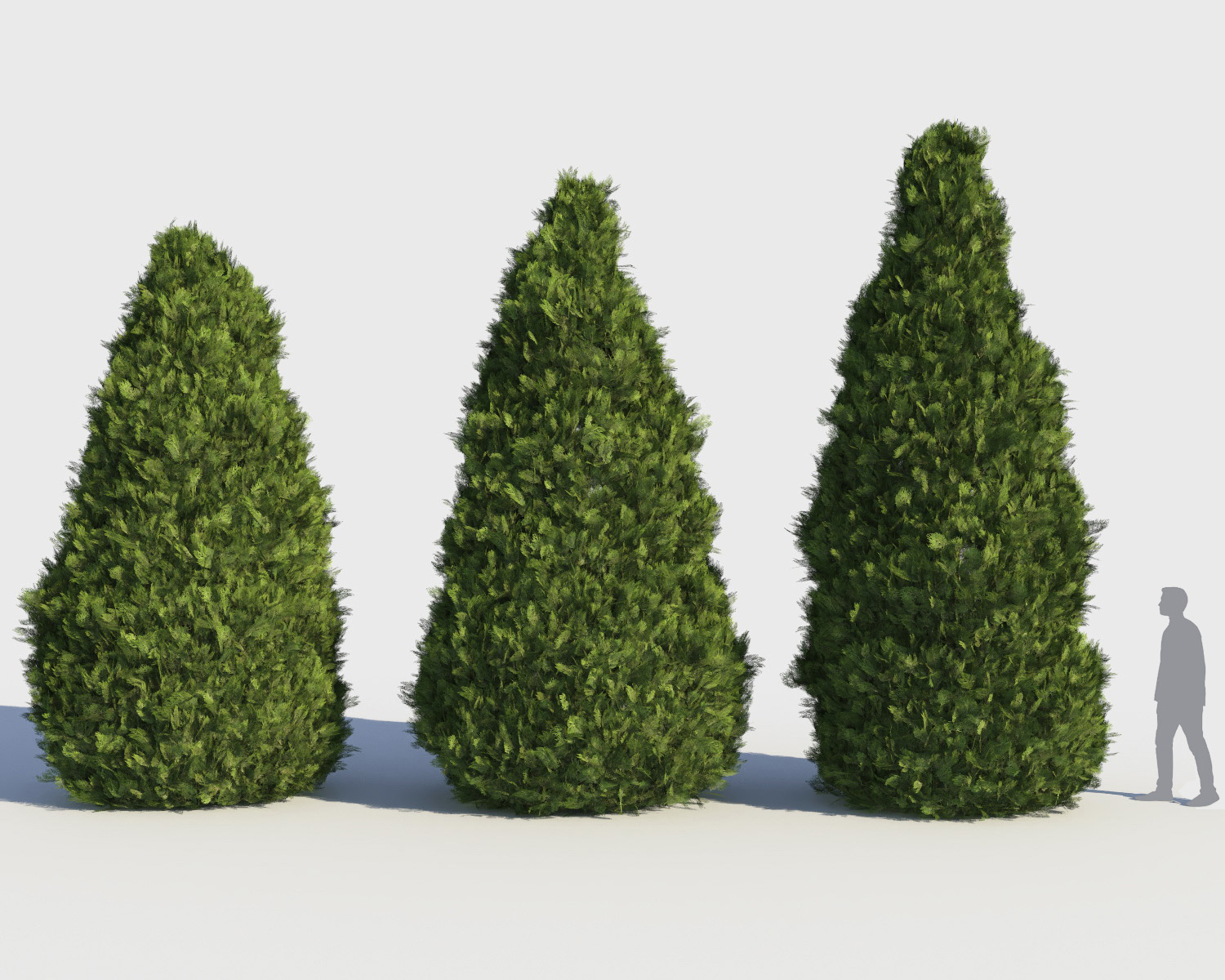 3D model cedar shrub - TurboSquid 1177954