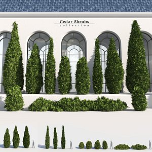 Cedar Shrubs Collection