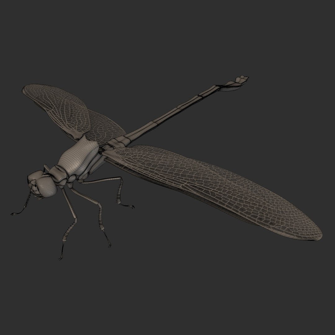 3d dragonfly animation https://p.turbosquid.com/ts-thumb/5Y/A4YEhE/zNghUdUr/libellule_05/jpg/1432991060/1920x1080/fit_q87/3d54e0e5abcb64a6f900a2f3dc697ad8bfb29c35/libellule_05.jpg