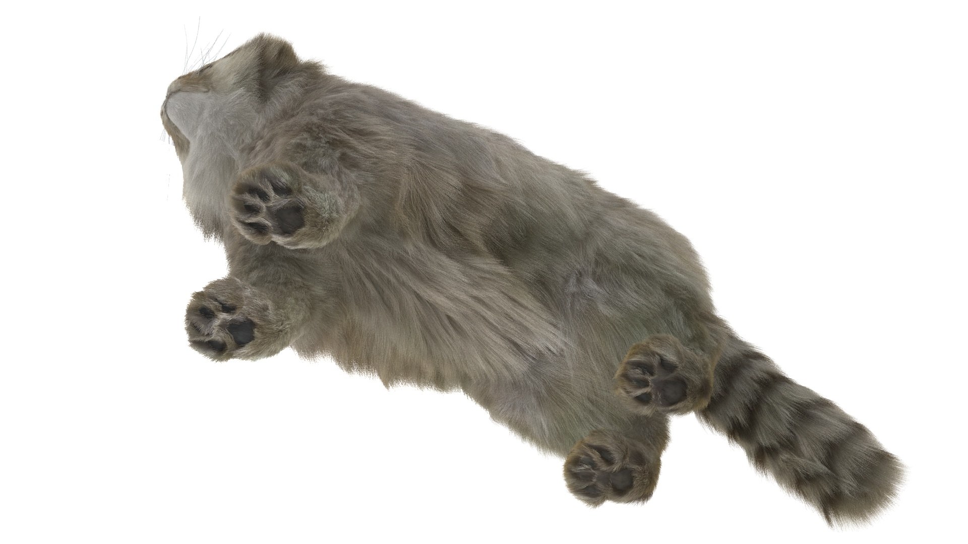 Pallas Cat Fur 3D TurboSquid 2192782
