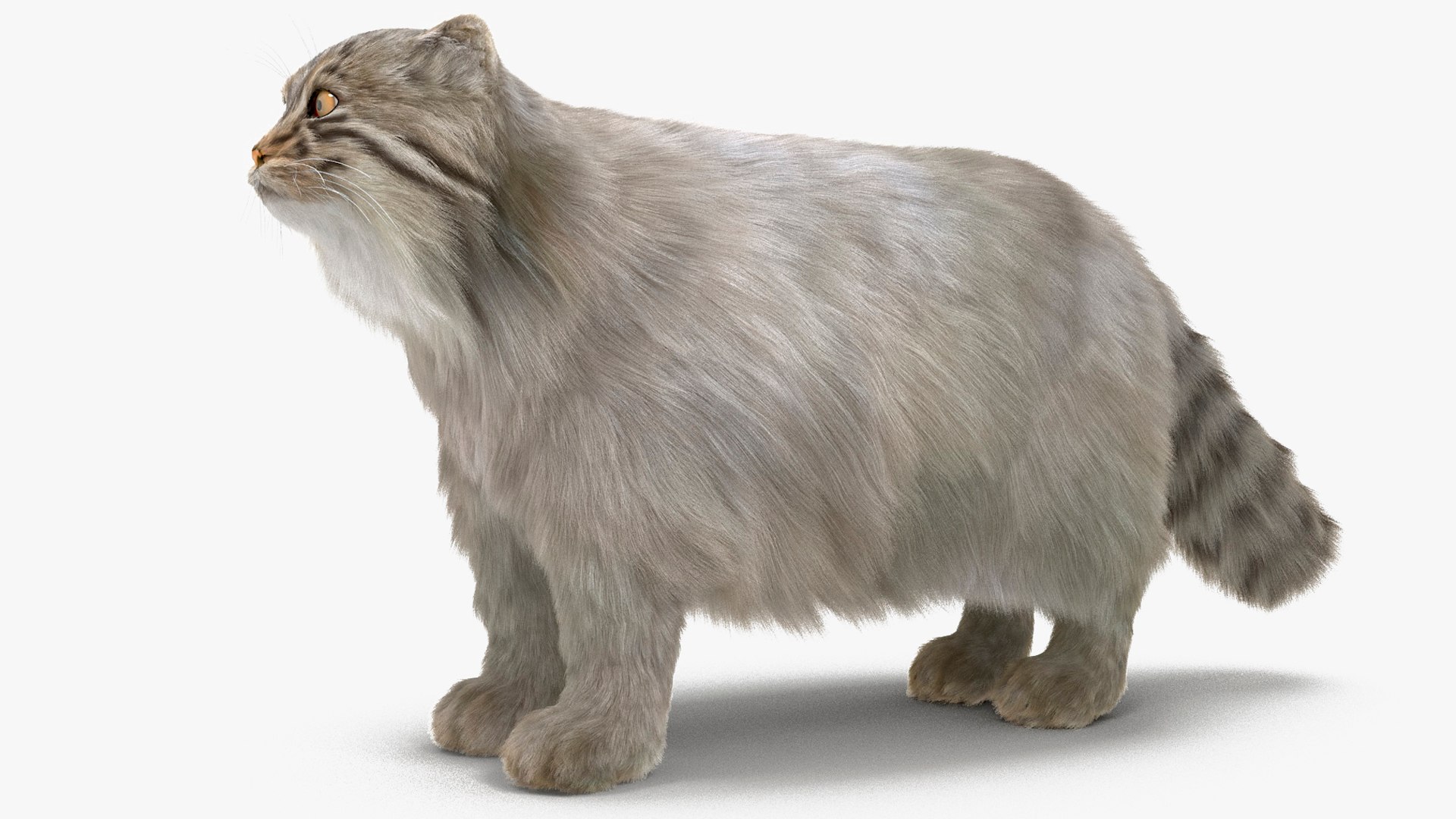 Pallas Cat Fur 3D model preview