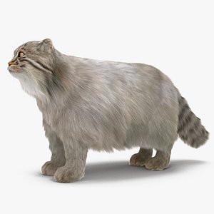 Pallas Cat Fur 3D