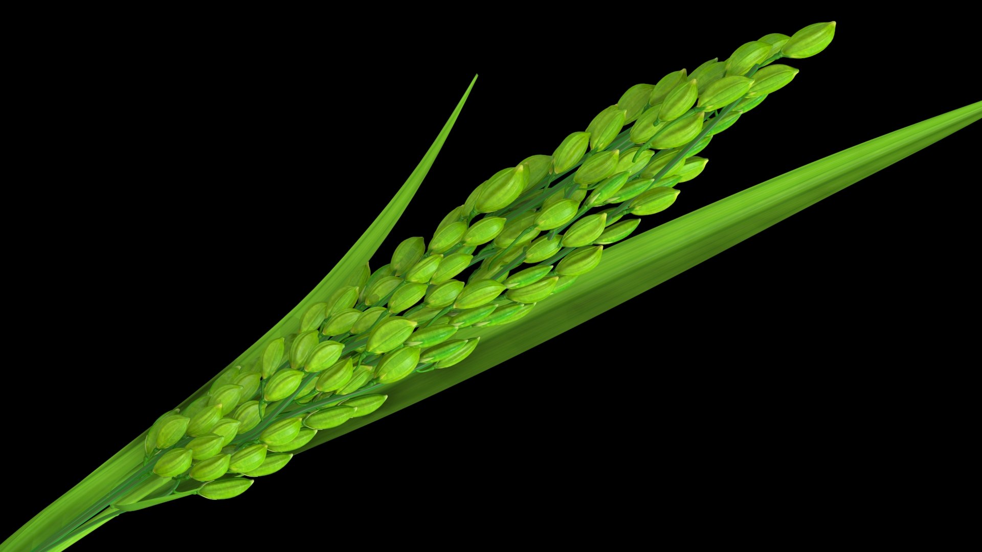 Oryza Rice 3D Model - TurboSquid 1696322