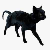 Black Cat Rigged 3D