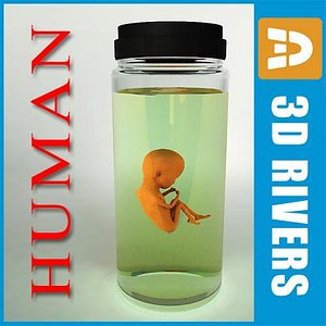 sixteen weeks human embryo 3d model