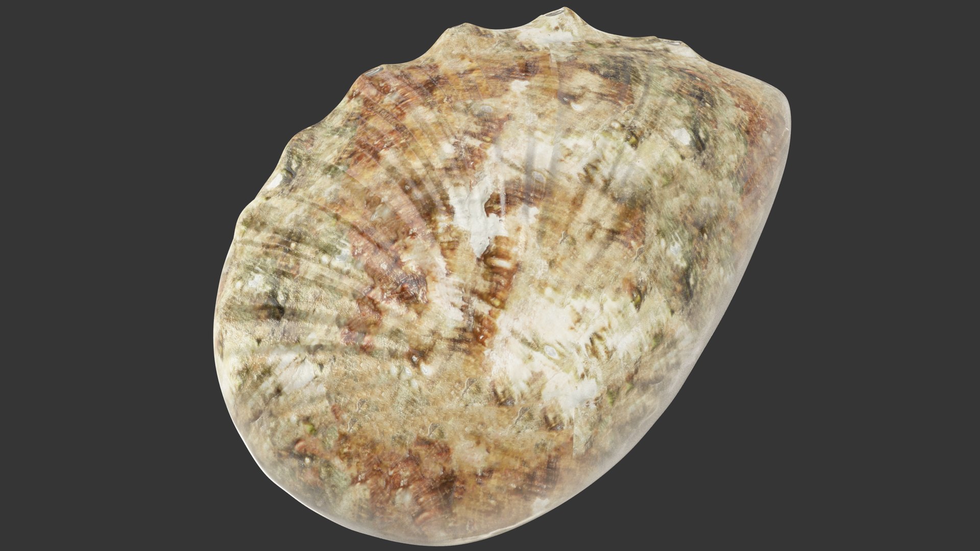 Seashell Real 3D Model - TurboSquid 1626255