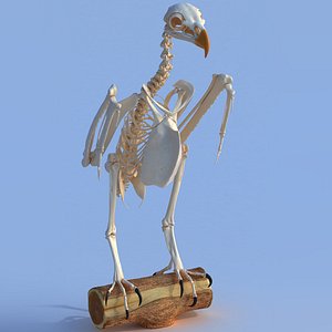 bald eagle skeletal 3D model