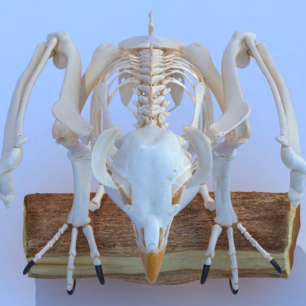 Bald eagle skeletal 3D model - TurboSquid 1225098