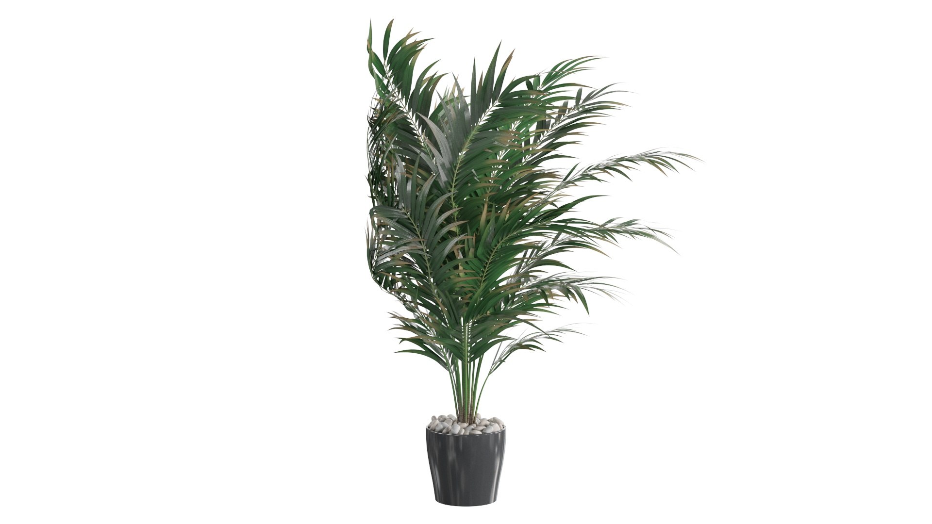 3D Dypsis lutescens corner version model https://p.turbosquid.com/ts-thumb/5Y/VKeAld/8p/08/jpg/1767090828/1920x1080/fit_q87/5648f2030fc860f172814a0220ddfb02614614b6/08.jpg